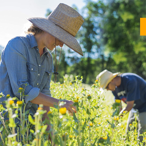 Kangmao OEM ODM thảo dược bổ sung chứng nhận hữu cơ NGHỆ <span class=keywords><strong>CURCUMIN</strong></span> chiết xuất chất lỏng giọt cho hệ thống cơ xương hỗ trợ - Product Image 2