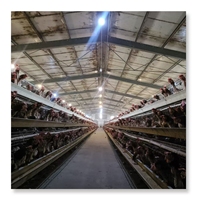 Conception de ferme avicole pour 3000 oiseaux, cage à poules pondeuses en batterie, cage à volailles, vente pour ferme au Ghana au prix d'usine