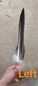 Plumes d'aigle naturelles noires de <span class=keywords><strong>grande</strong></span> taille, de haute qualité, matériau brut pour le pliage d'arbalètes, ailettes de couteau, garnitures de bijoux DIY - Product Image 2