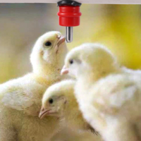 Abreuvoir à tétine pour poulets, cailles, pigeons, oiseaux, abreuvoir automatique à tétine, abreuvoirs à tétine à 360 degrés, fournitures d'alimentation pour volailles