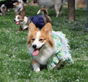 Original Gradient Green Pet Princess Dress Stylish Wearable Outfit with Leash <b>Ring</b> for <b>Cats</b> & Dogs Pet Accessories - Product Image 4