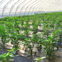Terowongan Pertanian Kekuatan Tinggi Rumah Kaca Cerdas Rumah Kaca Tropis/Tomat untuk Dijual