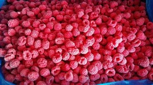 Nhà cung cấp vàng số lượng lớn iqf trái cây đông lạnh mâm xôi và quả mọng toàn bộ - Product Image 6