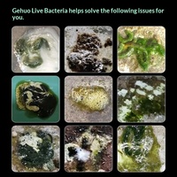 Probiotiques à haute puissance à base de bactéries vivantes Lactobacillus pour la santé intestinale, le contrôle de la diarrhée, probiotiques quotidiens pour pigeons de course 500ml