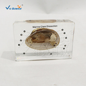 Especímenes de mejillones marinos desecados y preservados con estructuras completas y claras; utilizados para demostración y aplicación en - Product Image 4
