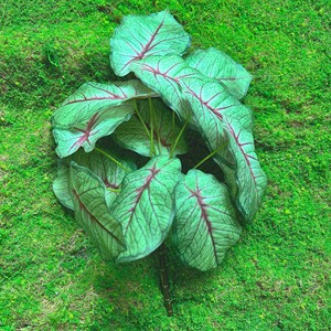 Ensemble <span class=keywords><strong>de</strong></span> décoration pour la maison, bouquet décoratif pour la décoration du bureau et du jardin, plantes artificielles, fleurs en plastique, verdure artificielle - Product Image 3