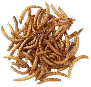 干粉虫鱼用粉虫动物饲料