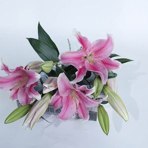 Flor fresca de clase mundial, lirio Rosa Real, Sorbona, proveedor de China - Product Image 3