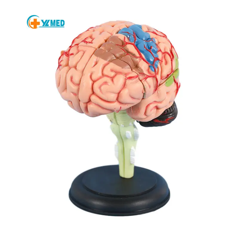 Anatomía de la ciencia médica de los órganos del cerebro humano modelo anatómico educación médica equipo de ciencia popular educativo