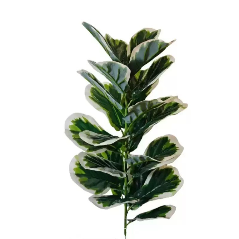 Ficus Lyrata à bords blancs [23 phyllum] Environ 80 cm de hauteur