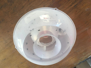 Piège à mouches des fruits et moucherons non toxique pour la cuisine, attrape-drosophila, contrôle des mouches domestiques en gros - Product Image 6