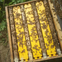 Großhandel 250G Transparente Wabenhonigbox Bienenrahmen Kunststoff-Wabenhonigrahmen (Ohne Honigwabenkassetten)