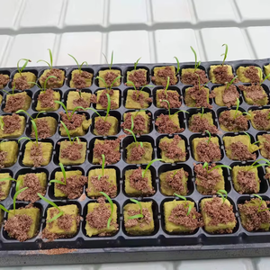 Vente chaude agricole laine de roche hydroponique graine démarrage Clone système de croissance hydroponique laine de roche Cube Clone - Product Image 4