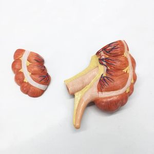 Modèle scientifique médical de l'appendice et <span class=keywords><strong>du</strong></span> côlon cæcum pour l'examen de la structure des organes internes <span class=keywords><strong>du</strong></span> corps <span class=keywords><strong>humain</strong></span> et l'enseignement - Product Image 2