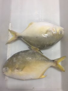 Buena Oferta, Suministro de Pescado Pomfret Dorado Entero de 300-400g, 400-600g, <span class=keywords><strong>Trachinotus</strong></span> <span class=keywords><strong>Ovatus</strong></span> - Product Image 4