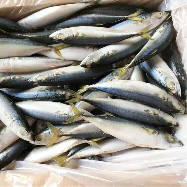 Congelado Pacífico caballa proveedor de pescado para mercado de Tailandia
