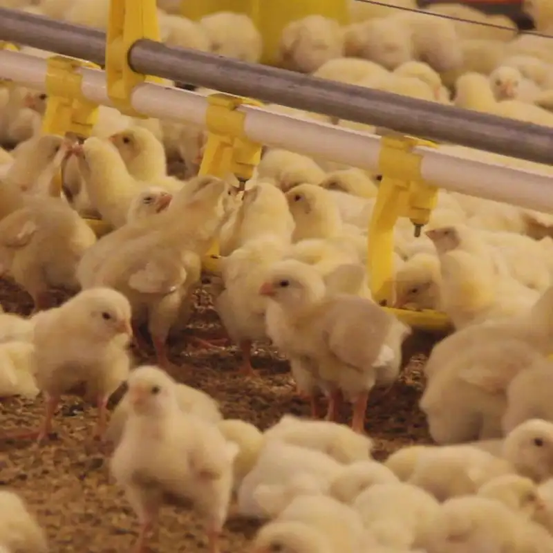 자동 닭 가금류 장비 닭 계란 농업 닭 농장 장비 가격