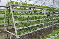 Bac de culture hydroponique commercial NFT, système de culture vertical par technique de film nutritif pour la laitue, les épinards et les légumes-feuilles