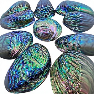 Polished Eco-friendly Natural Shape Decorative <b>Abalone</b> <b>Shells</b> Wholesale Vietnam Supplier for Handmade <b>Shell</b> Crafts Home - Product Image 1