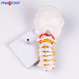 Fleksibel 7-segmen tulang belakang serviks & <span class=keywords><strong>Model</strong></span> tulang okcipital untuk simulasi fleksi serviks dalam sains medis - Product Image 6