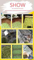 Machine automatique à décortiquer les pois en acier inoxydable, pour le décorticage du soja et le pelage des haricots verts, pour les usines