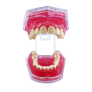 Modelo de encías blandas extraíbles de 28 dientes, producto de higiene bucal multiusos para toda la boca - Product Image 1