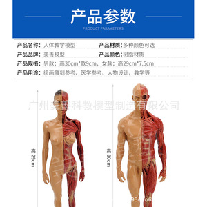 Modèle de muscle humain, tissu, squelette, modèle anatomique, modèle pédagogique pour étudiants en médecine, vente directe du fabricant. - Product Image 5