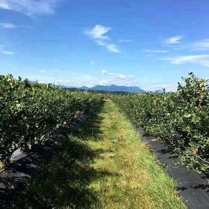 3X300 ft Tissu de paysage tissé Géotextile <span class=keywords><strong>sous</strong></span> gravier pour le contrôle de l'érosion Barrière contre les mauvaises herbes - Product Image 5