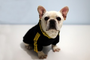 Casaco de pelúcia para cachorro, chapéu para criança, roupa de cachorro, pequeno e médio, venda imperdível - Product Image 3