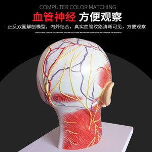 Modèle médical de la tête en section médio-sagittale avec vaisseaux sanguins et nerfs ; modèle facial ; modèle anatomique de la tête. - Product Image 5
