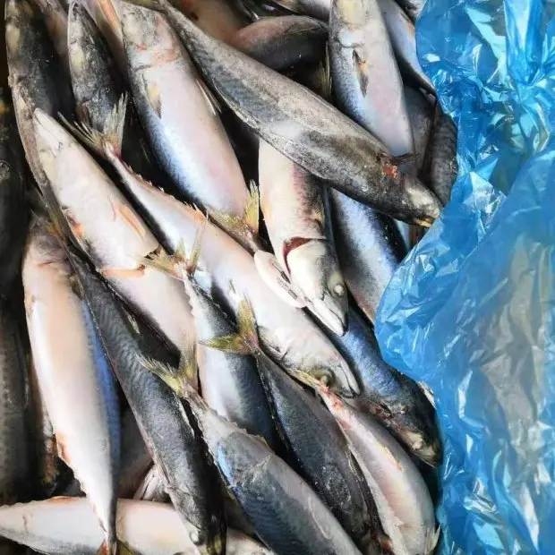 Frozen mackerel fish Chub mackerec fish