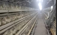 Système d'élevage de poulettes entièrement automatique de type A avec cages de couvaison à étages