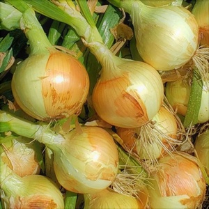 Di alta qualità il più popolare all'ingrosso cipolle fresche scalogno pelato cipolla rosso giallo cipolle bianche - Product Image 1