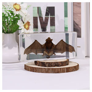 Grosir Pabrik peralatan pengajaran spesimen kelelawar hewan Resin hewan asli untuk sekolah tinggi - Product Image 1