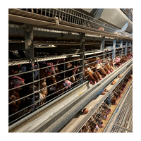 Cages de batterie d'équipement d'élevage de volaille automatique galvanisées à chaud de haute qualité état neuf