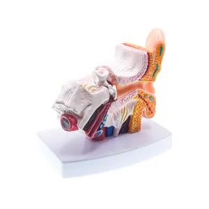Modello di anatomia dell'orecchio umano 1.5 volte modello professionale in PVC modello interno medio esterno con Base per dimostrazione medica