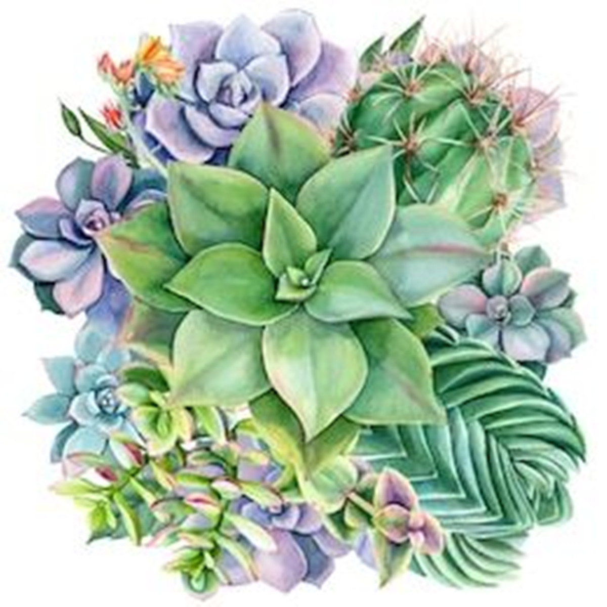 Succulentes #2