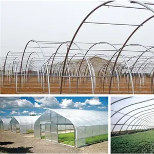 完成拱形塑料薄膜农业温室项目有草莓和番茄水培