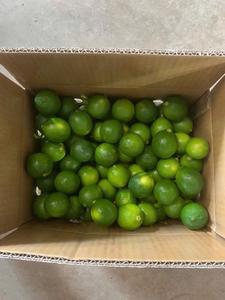 Limón Persa Fresco Sin Semillas de Primera Calidad |   Alto Contenido de Jugo |   Excelente Calidad, Exportación de Vietnam con 60-90 Días de Vida Útil - Product Image 2