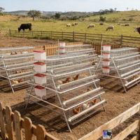 Équipement avicole de qualité assurée à structure empilable pour l'élevage de poulets de chair – Cage à poulets pour fermes avicoles au Nigeria