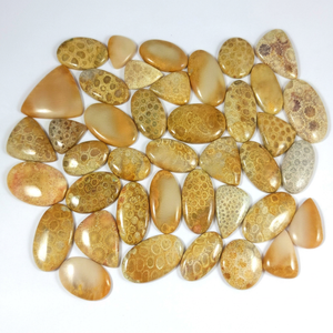 Natural Fossil Coral Semi Precious Gemstone Cabochon Loose for Jewelry Making Wholesale - Product Image 1
