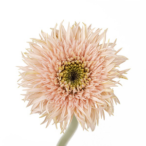 Base de plantación de flores de Yunnan, venta al por mayor, <span class=keywords><strong>Gerbera</strong></span> <span class=keywords><strong>Jamesonii</strong></span> para Decoración - Product Image 6