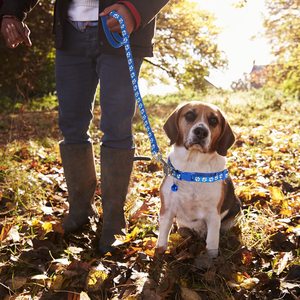 KingHon Adjustable Neck 19-32cm Paw Printed <b>Dog</b> <b>Leash</b> Collar Durable Nylon <b>Dog</b> Chain Collars Cat <b>Leash</b> Outdoor Walking - Product Image 5
