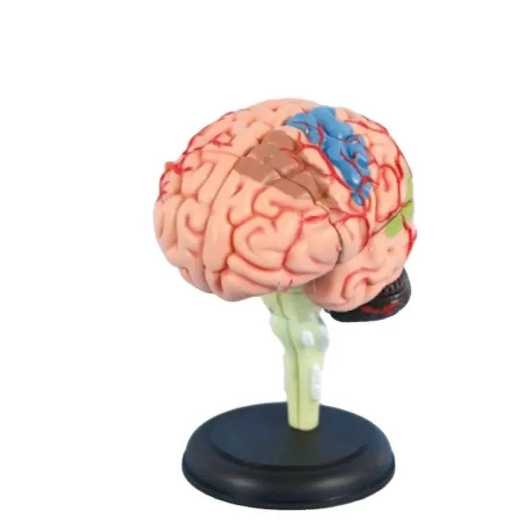 DARHMMY 4D Removable Mini Brain Assembly Model Medical Science Human Anatomy Model