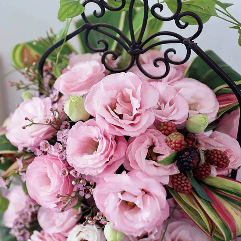 5# ลูซิต้า พิงค์