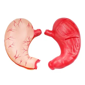 School and hospital teaching pvc plastic human gastric anatomical model stomach model