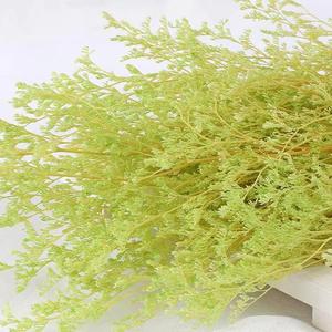 Venta al por mayor blanqueada San Valentín amante hierba para decoración del hogar Ramos para Pascua y Halloween ocasiones limonio conservado - Product Image 6