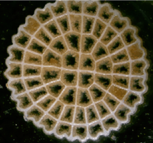 Medio Filtrante Biológico K1 Mbbrfiltermedia Mutagbiochip Mutag BioChip Biomedia Biocarrier <span class=keywords><strong>Biofiltro</strong></span> para Tratamiento de Aguas Residuales Biológicas - Product Image 3