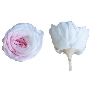 Grade-A Austin Roses Préservées 2-3cm Petite tête pour toujours 21 pièces/boîte pour la fête des mères et la décoration de la Saint-Valentin de Noël - Product Image 3