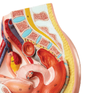 ADA-A580B Offre Spéciale section sagittale médiane pelvienne féminine, taille réelle, 3 parties modèle de vente chaude d'enseignement médical - Product Image 4